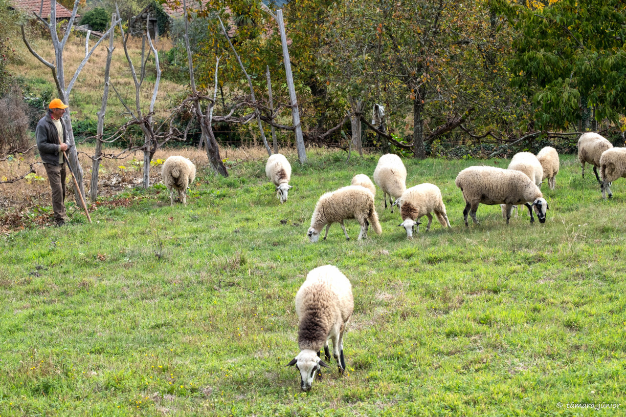 2017.- Barroso (Boticas-Fuji) (69).jpg