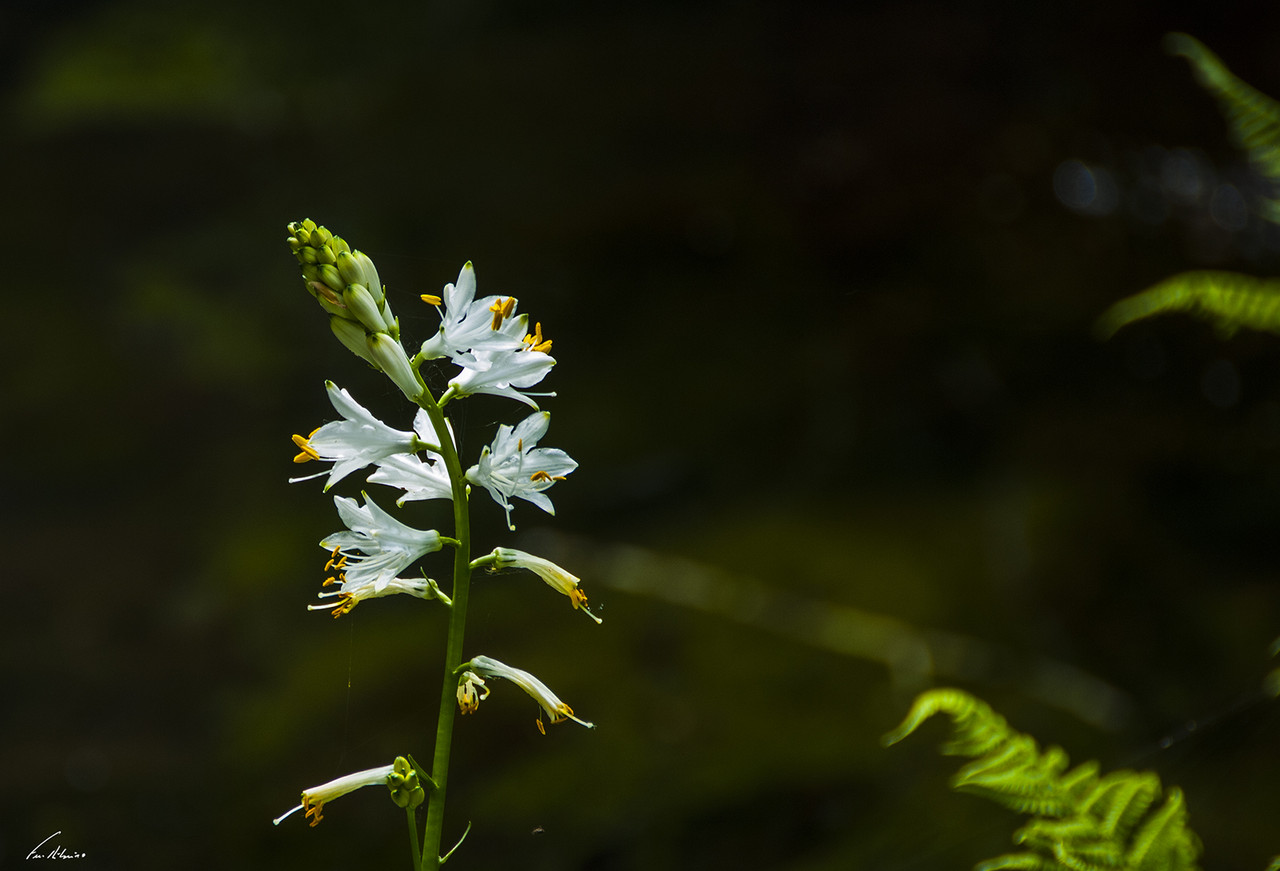 1600-firvidas (123).jpg