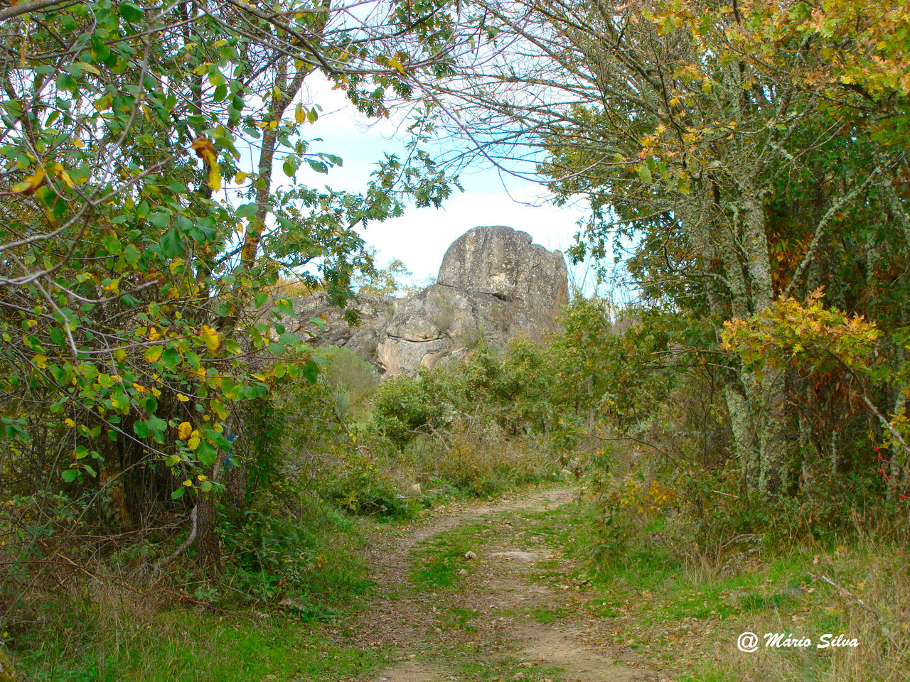 DSC00259ms Nov 10.JPG