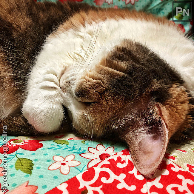 Dez_2018_021a Edited 650px.jpg