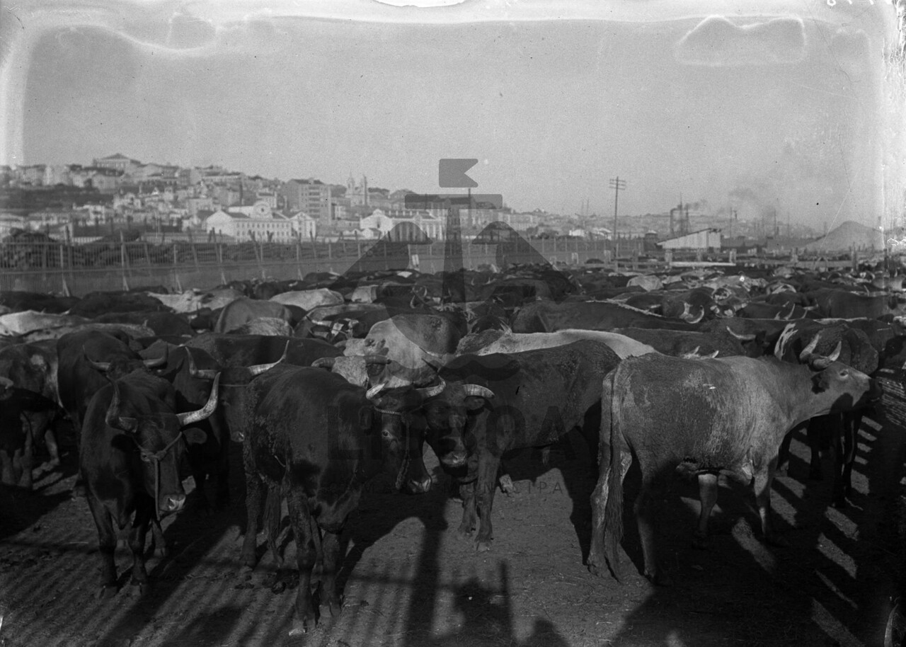 mercado de gado.jpg