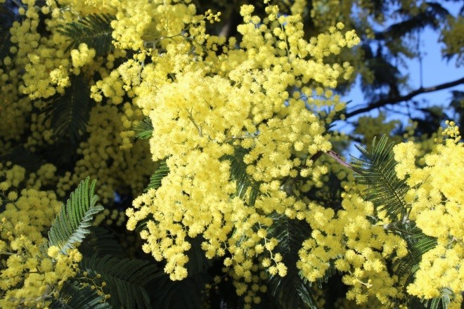 flor 1.jpg flor 1.jpg