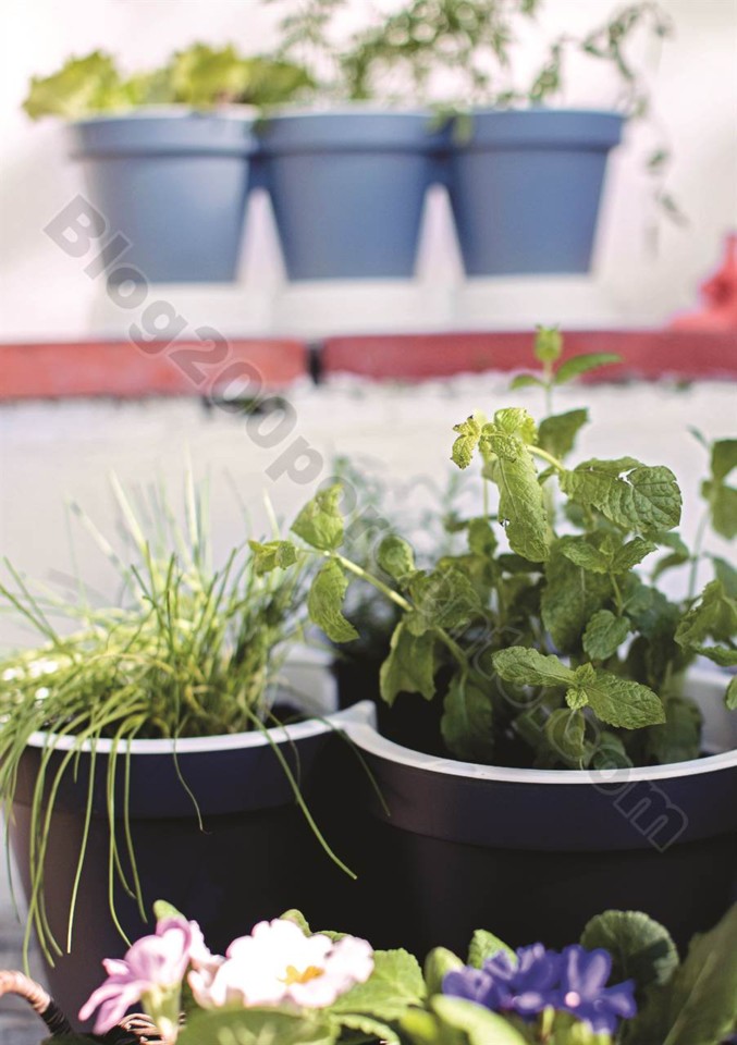 plantas_lidl_mercado_007.jpg