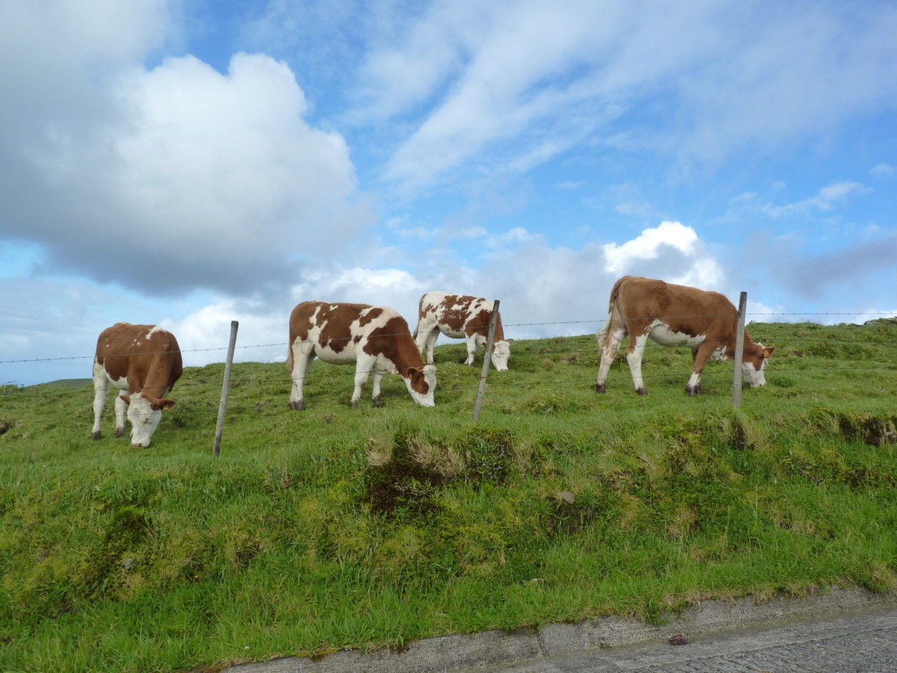 Ponta do Albarnaz, Flores (11).JPG