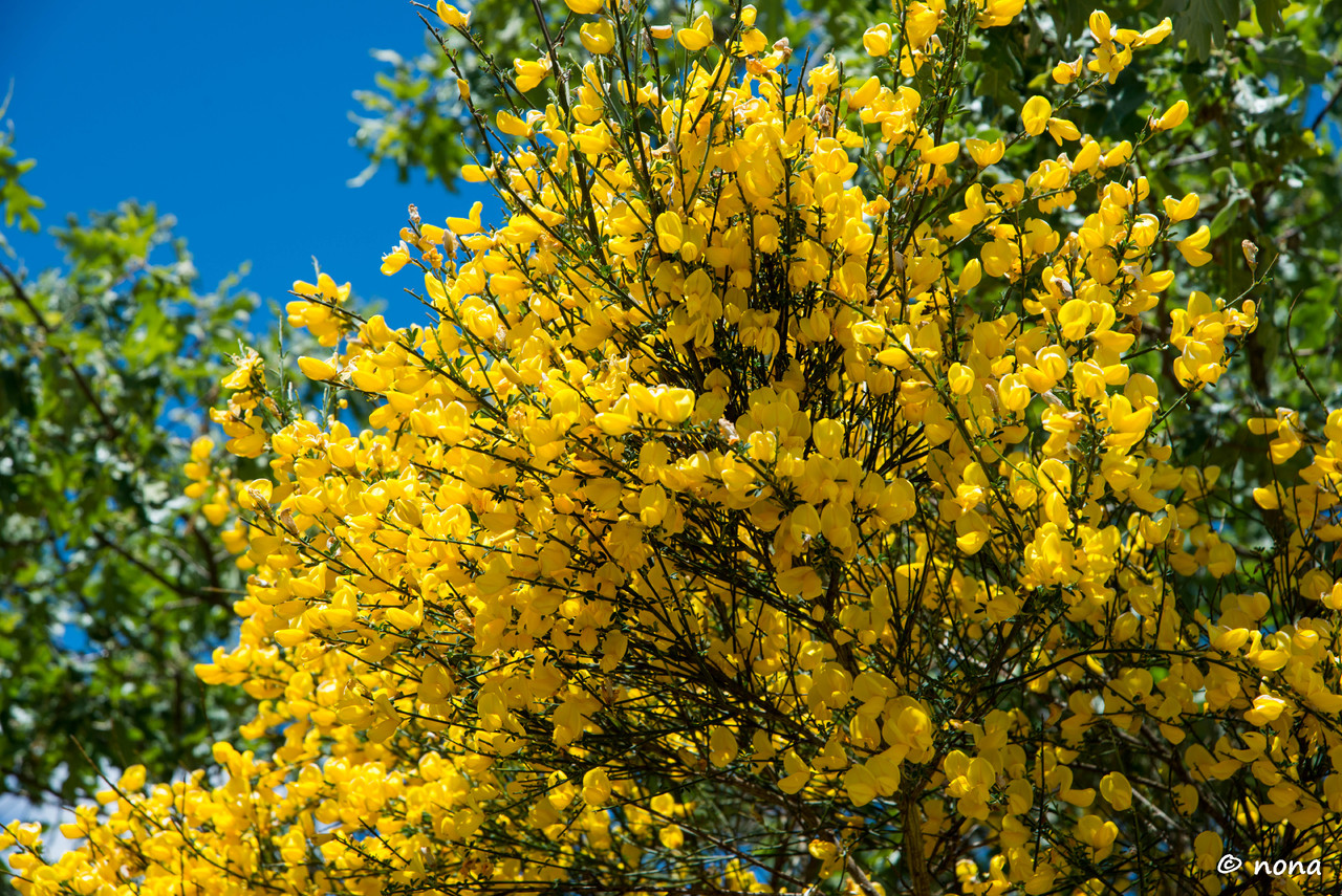 09.- Vagueando pela Montanha.jpg