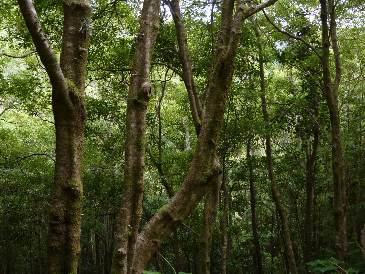 Percurso até ao Poço da Ribeira do Ferreiro - Il