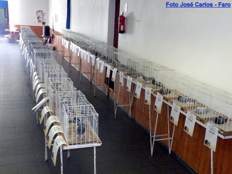 Leilão Ervidel 046.JPG