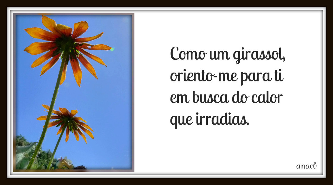 Como um girassol.jpg