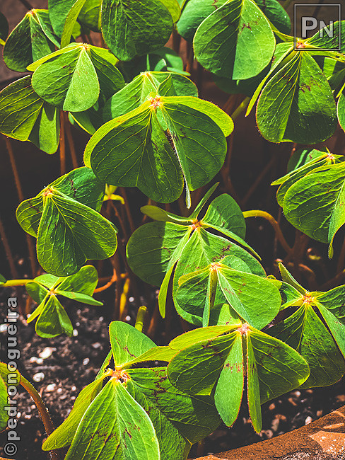 Mai_2021_002b 650px.jpg