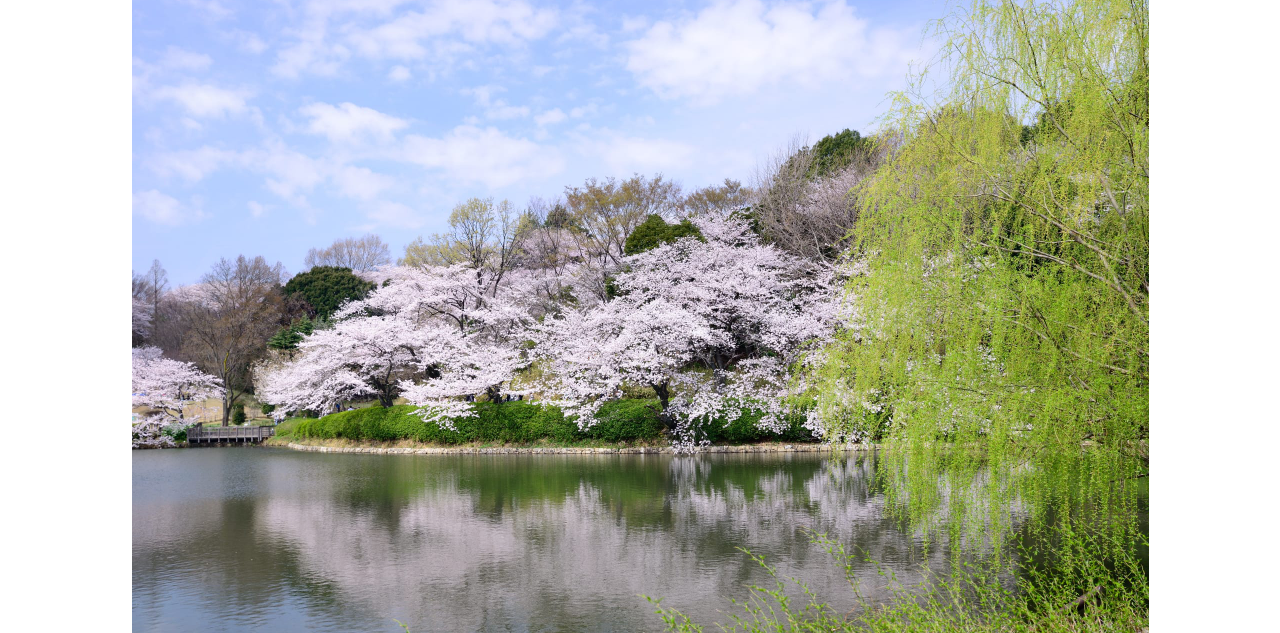 Cherry blossoms, Nagasaki