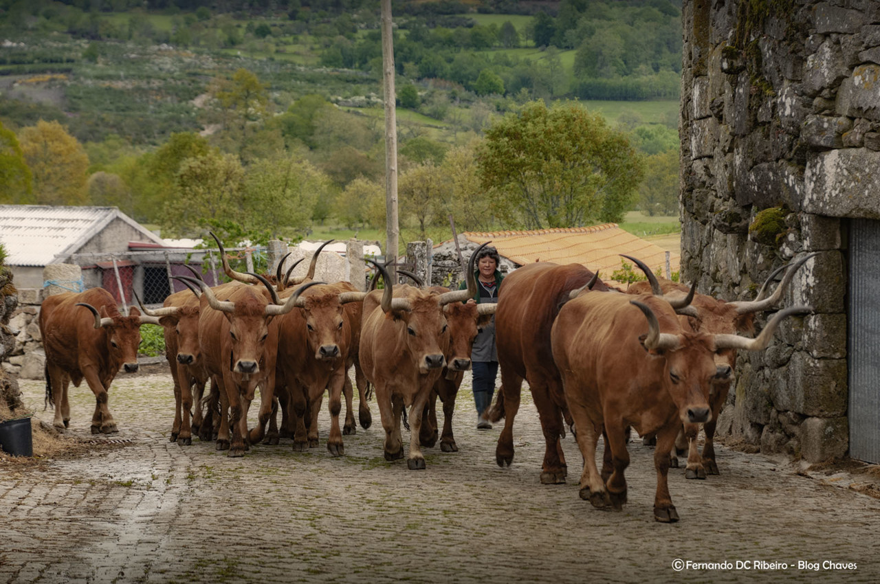 1600-viveiros (302).jpg 1600-viveiros (302).jpg