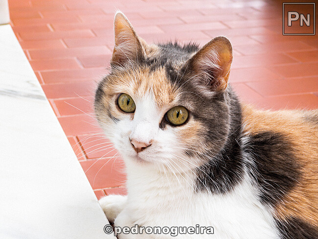 Jun_2023_019 650px.jpg