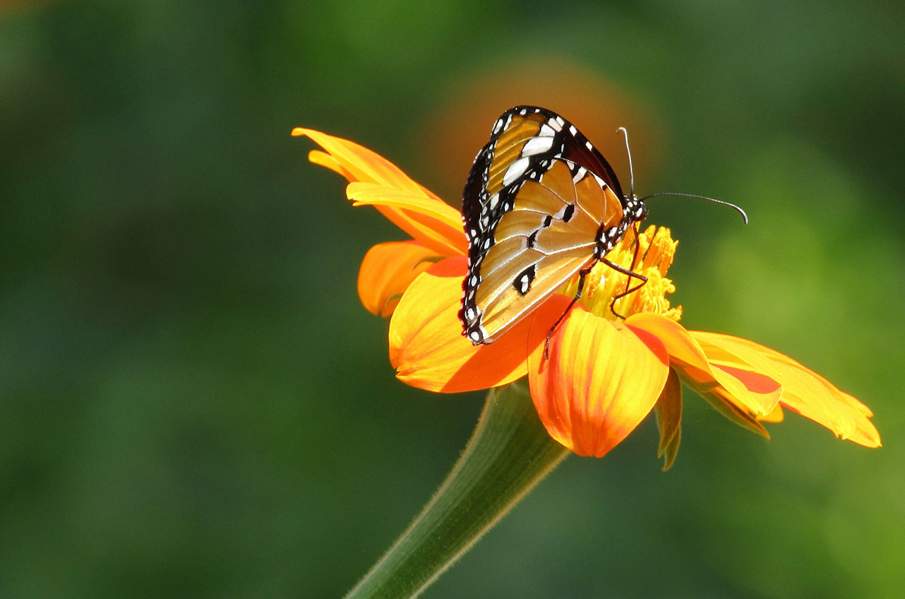 desafio das flores desafio das flores