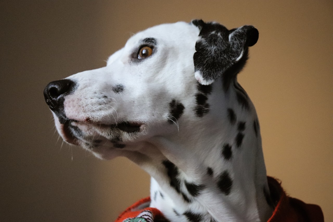 SantiPetappoint.JPG SantiPetappoint.JPG