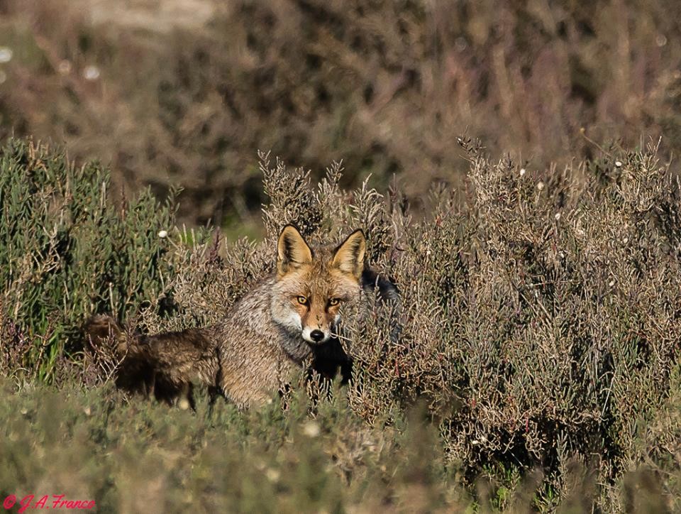 raposa.jpg raposa.jpg