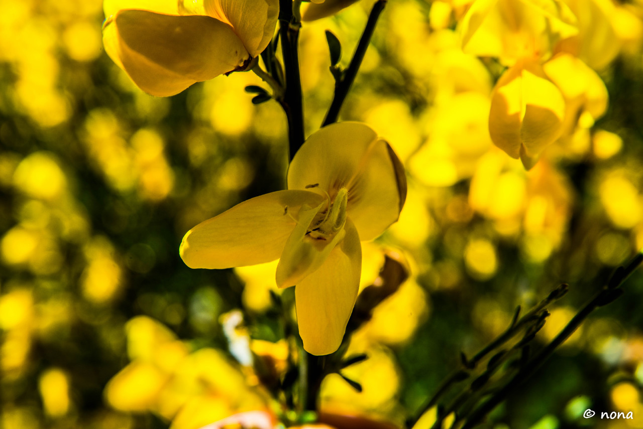 10.- Vagueando pela Montanha.jpg