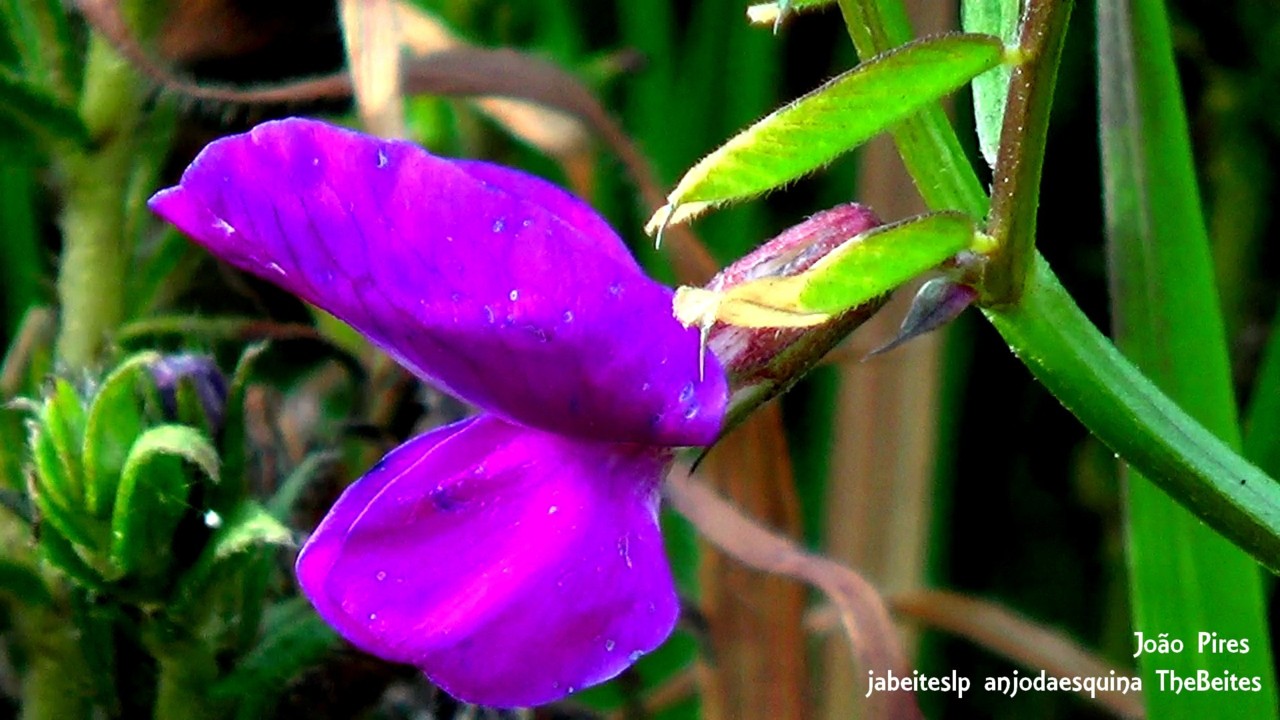 Pormenor colorido.jpg