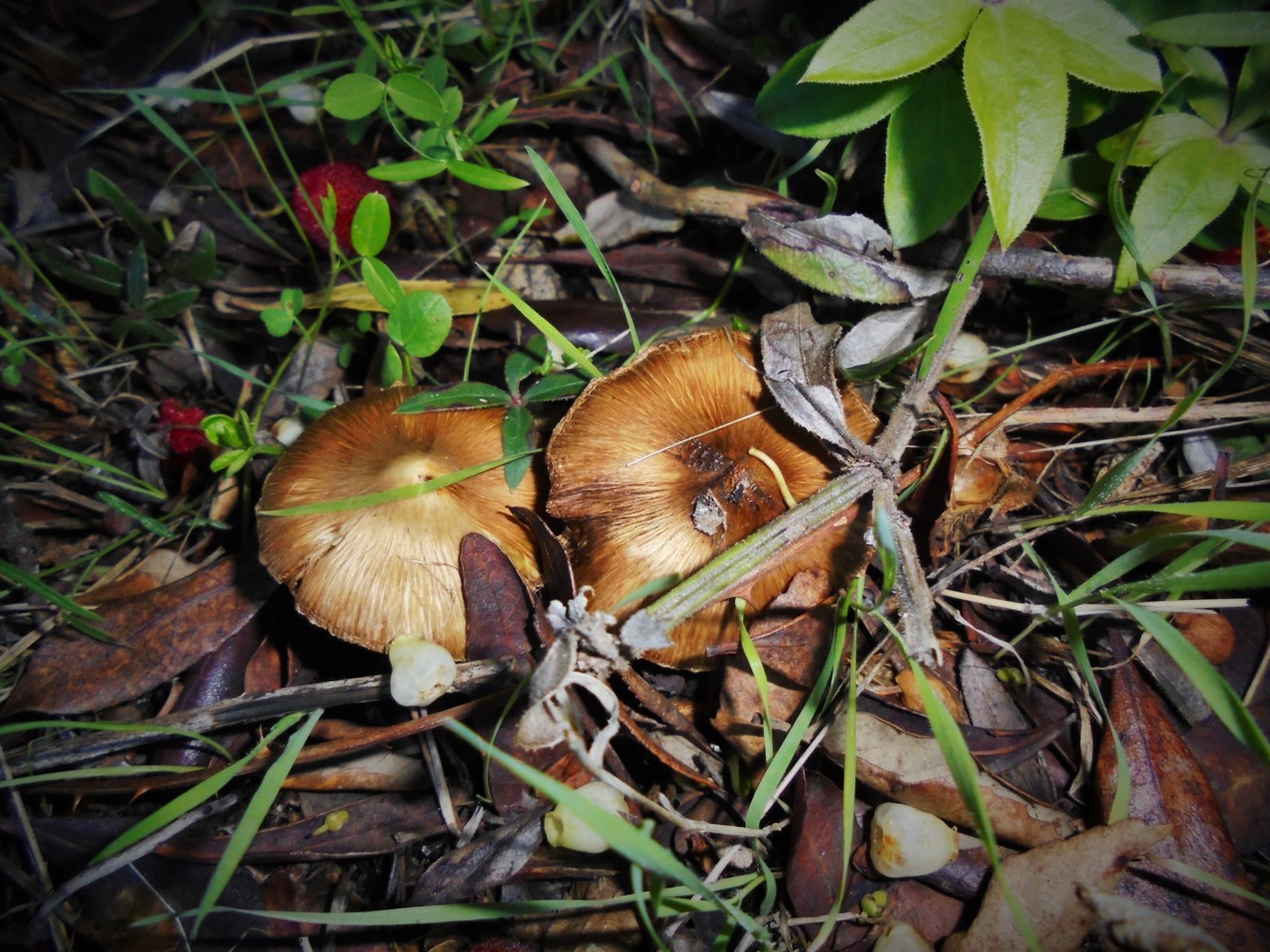 cogumelos_2.JPG