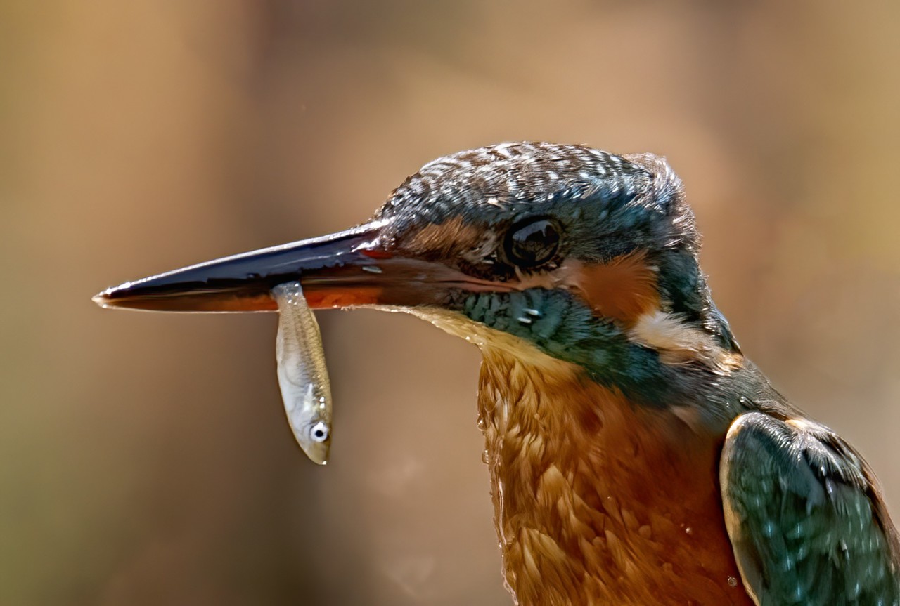 120191906_1658193964348248_9181336558397416628_o.j 120191906_1658193964348248_9181336558397416628_o.j