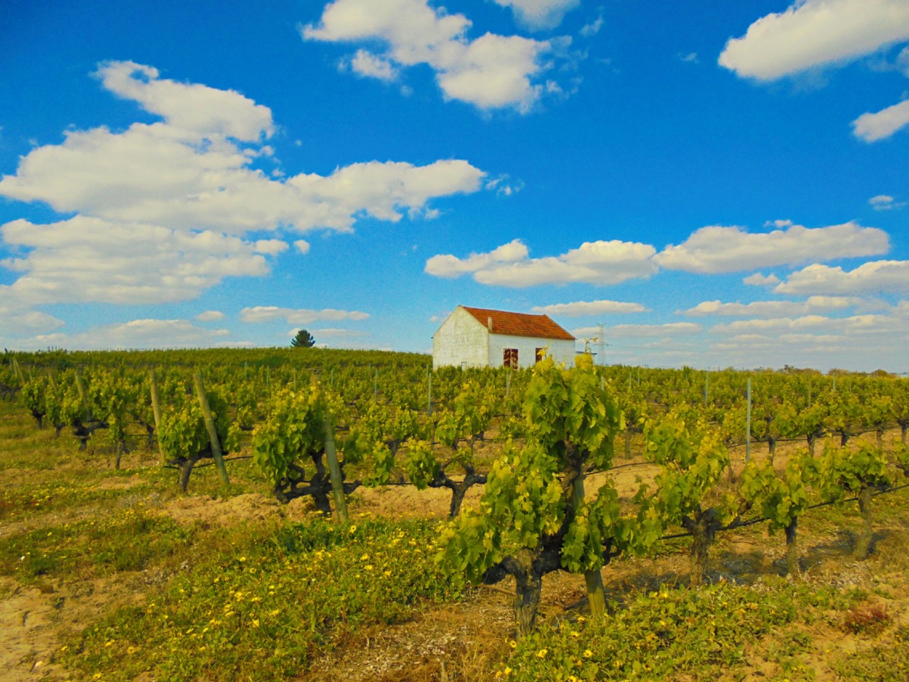 DSC01019.jpg DSC01019.jpg