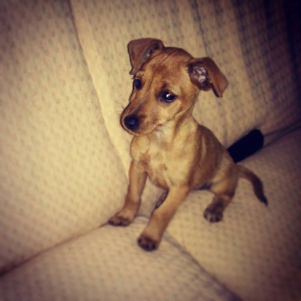 15235616_10154127523221538_8576633432338092382_o.j 15235616_10154127523221538_8576633432338092382_o.j