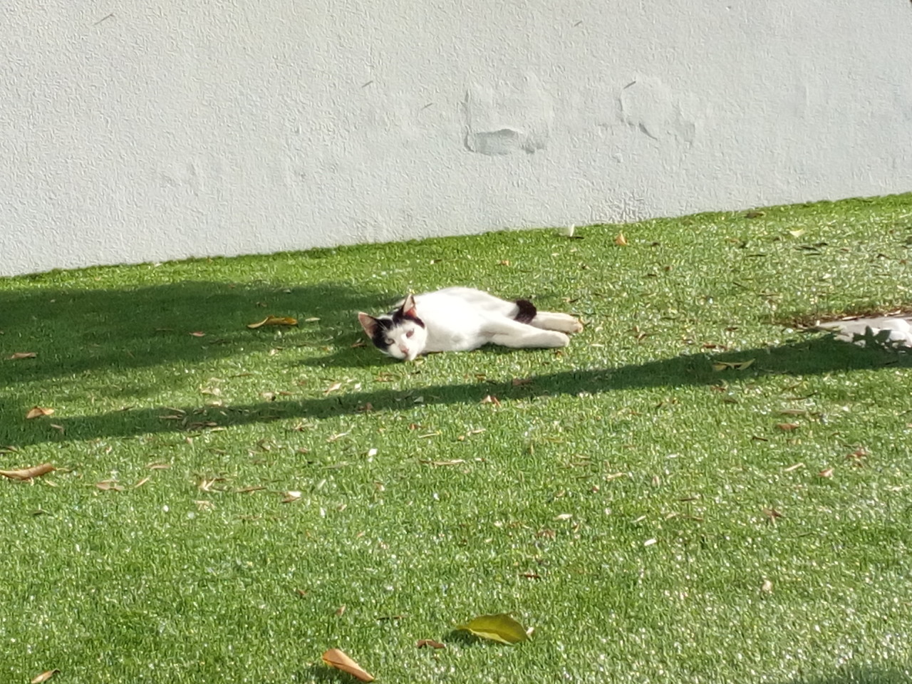 IMG_20180614_083425.jpg IMG_20180614_083425.jpg