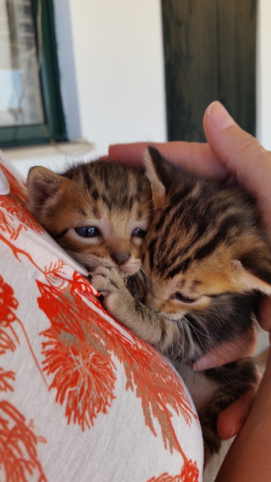 osgemeos02.jpg osgemeos02.jpg