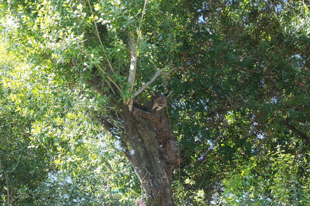 Lince Ibérico_3.jpg