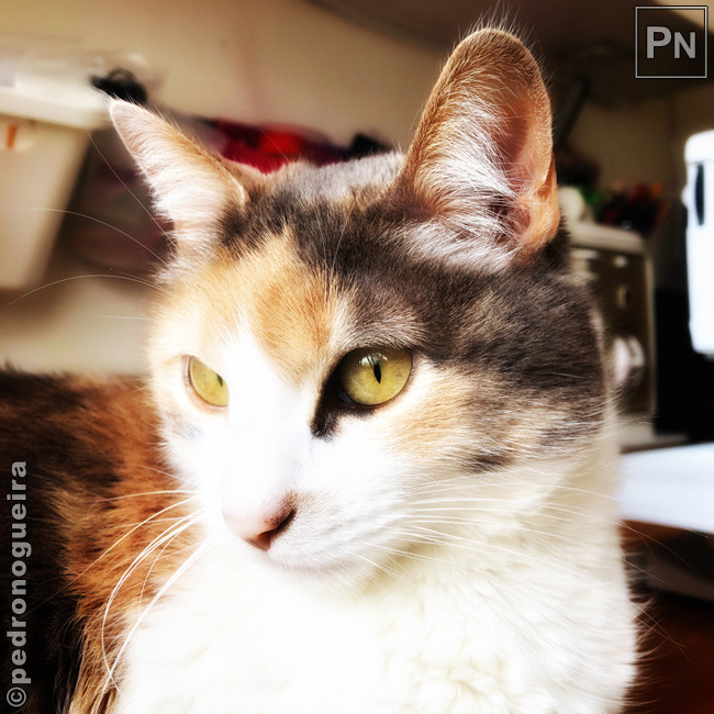 Abr_2020_023a 650px.jpg