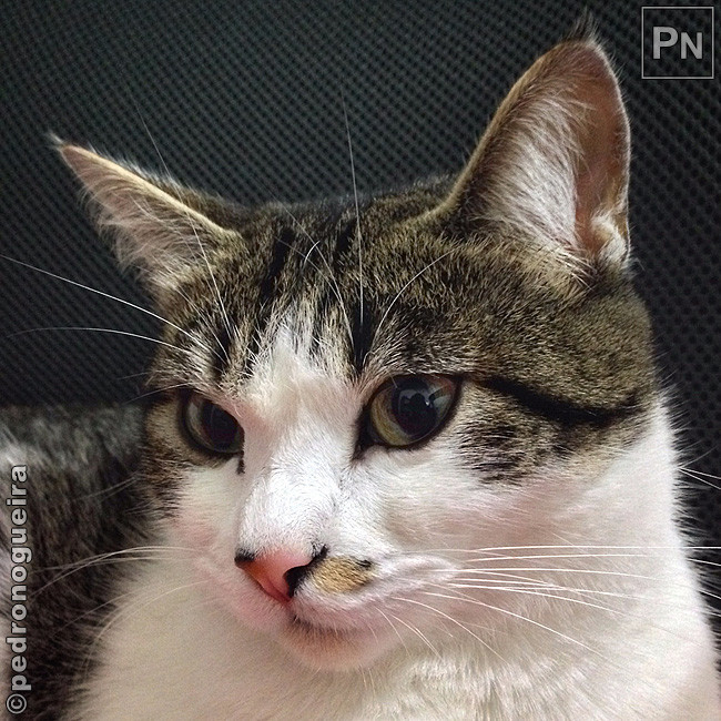 Jan_2018_016a edited 650px.jpg