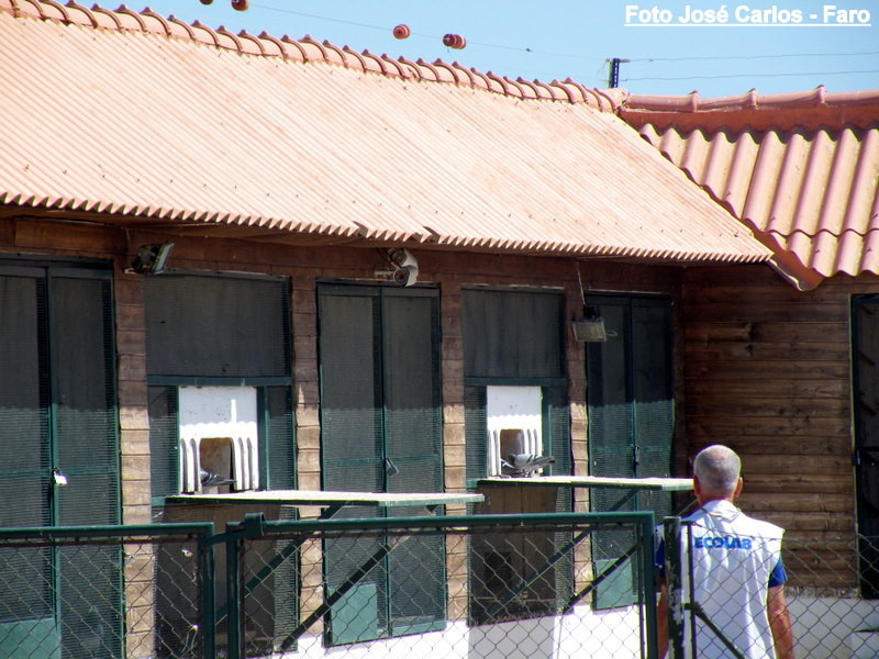 Derby Faro 2017 041.JPG