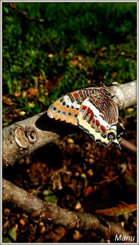 IMG-20200919-WA0001 (1)borboleta.jpg IMG-20200919-WA0001 (1)borboleta.jpg