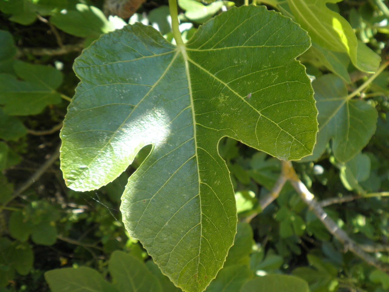 folha da figueira.JPG