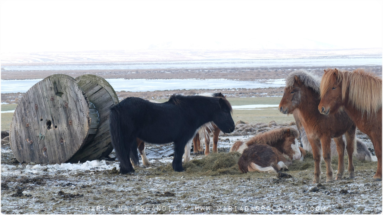 Cavalinhos - Maria das Palavras na Islândia