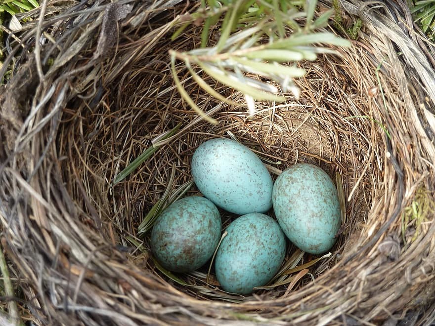 blackbird-nest-blackbird-egg-nest-bird-s-nest-bird