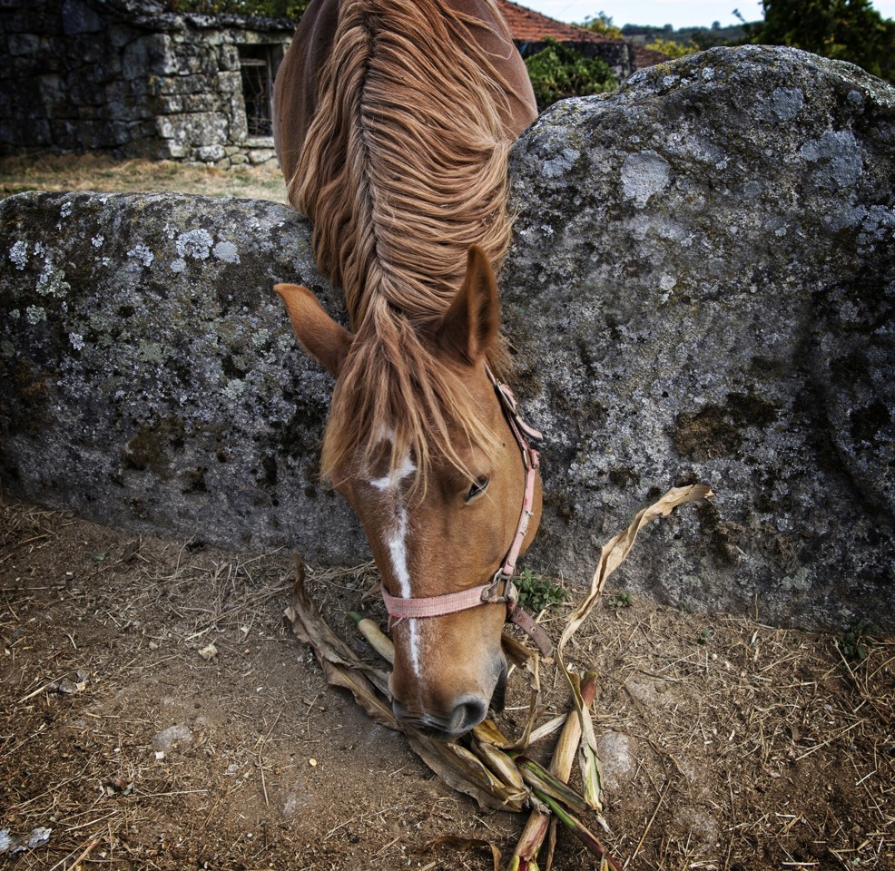 _JMF7436 copy - cópia.jpg