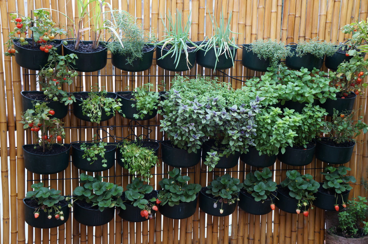 como-plantar-batatas-cebolas-em-casa-passo-a-passo