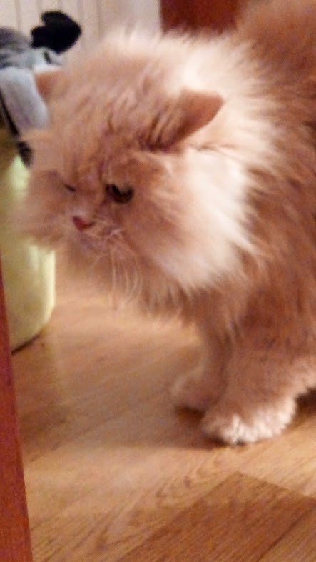 Nao_me_canso_disto_quem.jpg Nao_me_canso_disto_quem.jpg