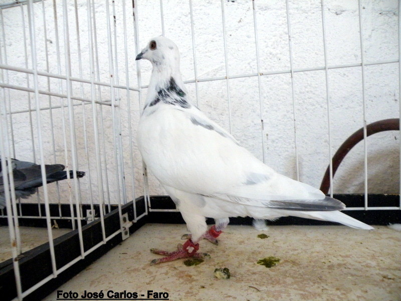 Derby Faro 2017 116.JPG