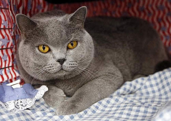 gato-british-shorthair.jpg gato-british-shorthair.jpg