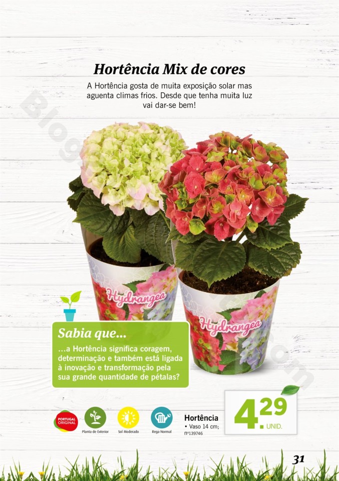 Mercado-de-Plantas-A-partir-de-04.04-01_030.jpg