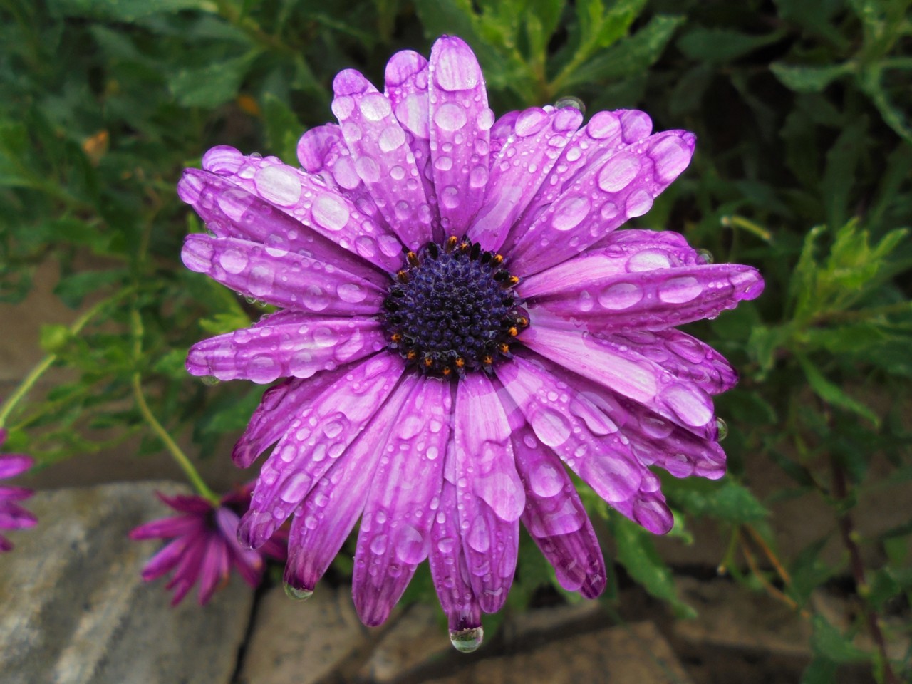 À chuva_3.JPG À chuva_3.JPG