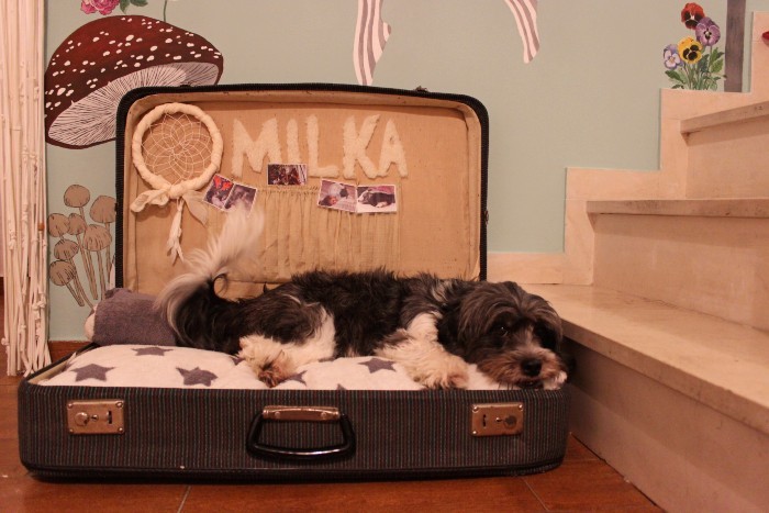 O país das maravilhas2.jpg O país das maravilhas2.jpg