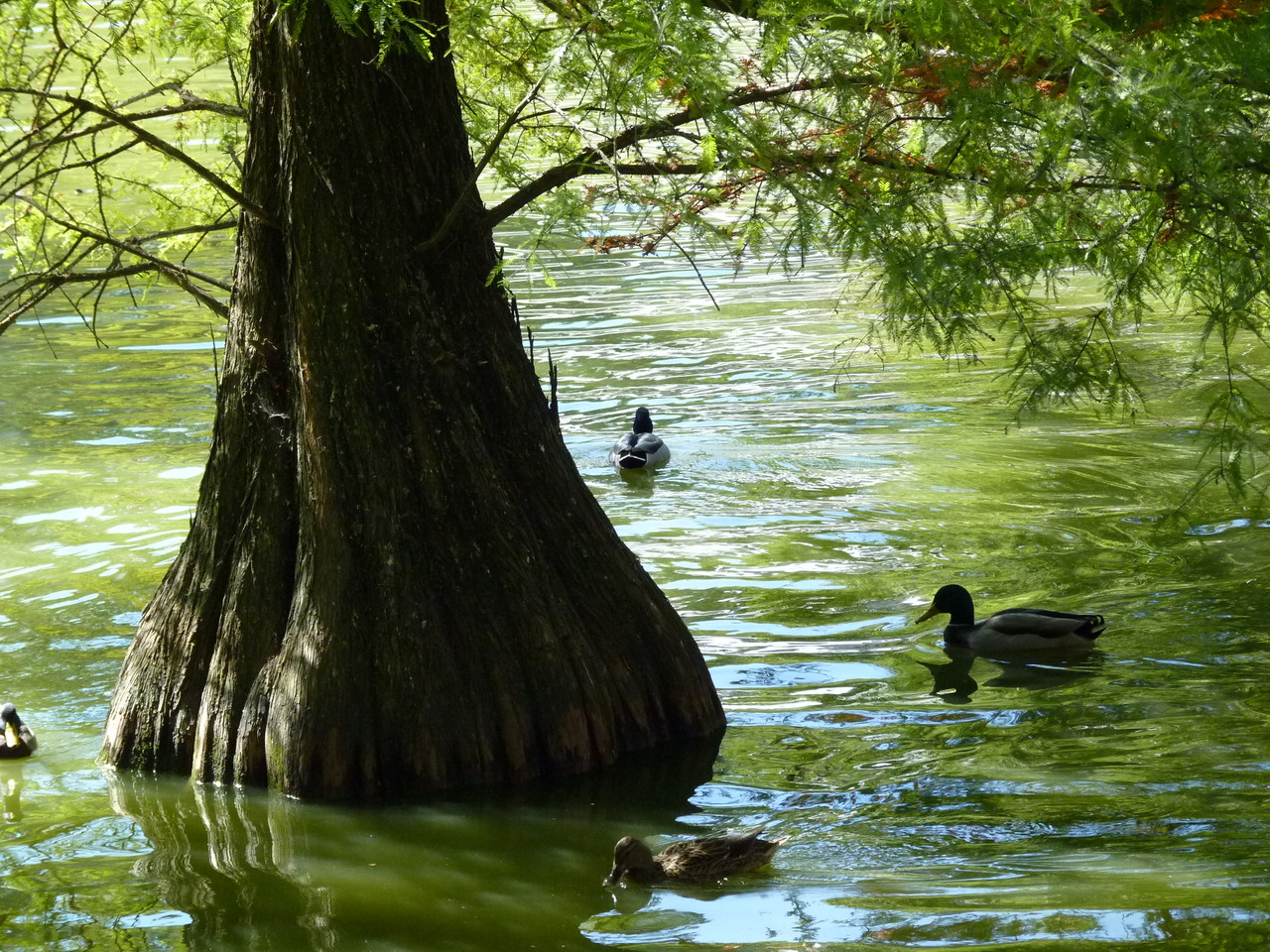 Romântica Madrid-Palácio de Cristal (5).JPG