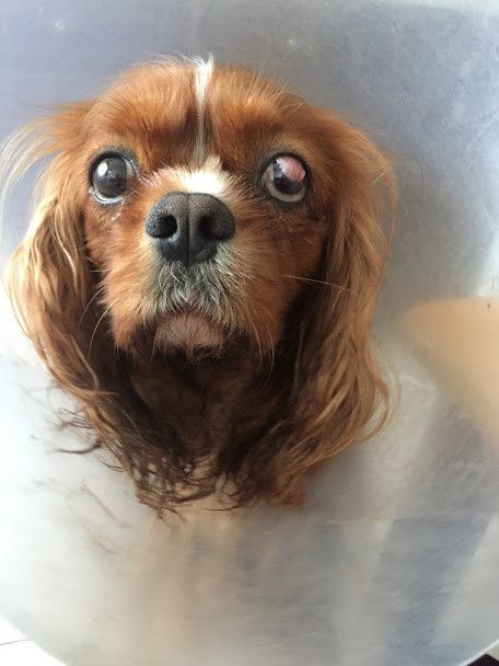 James franskeinstein.JPG