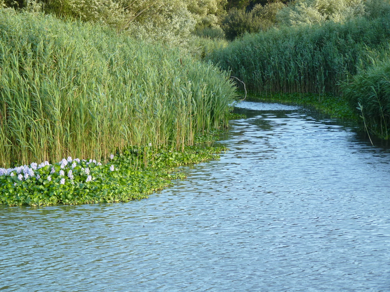 Pateira de Fermentelos (9).JPG