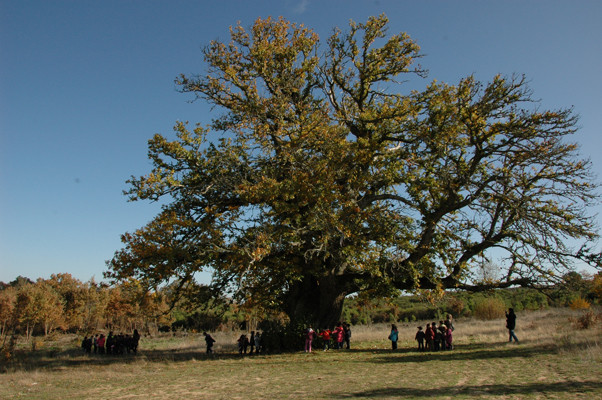 castanheiro 500 anos.jpg