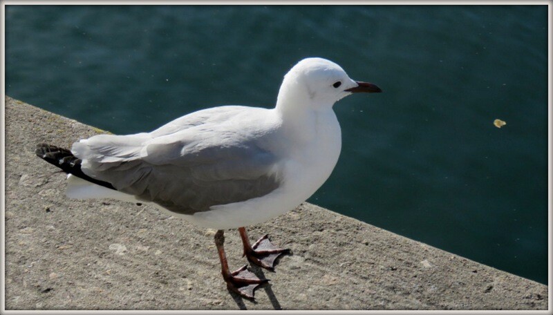 IMG_0734 preparada para voar.JPG