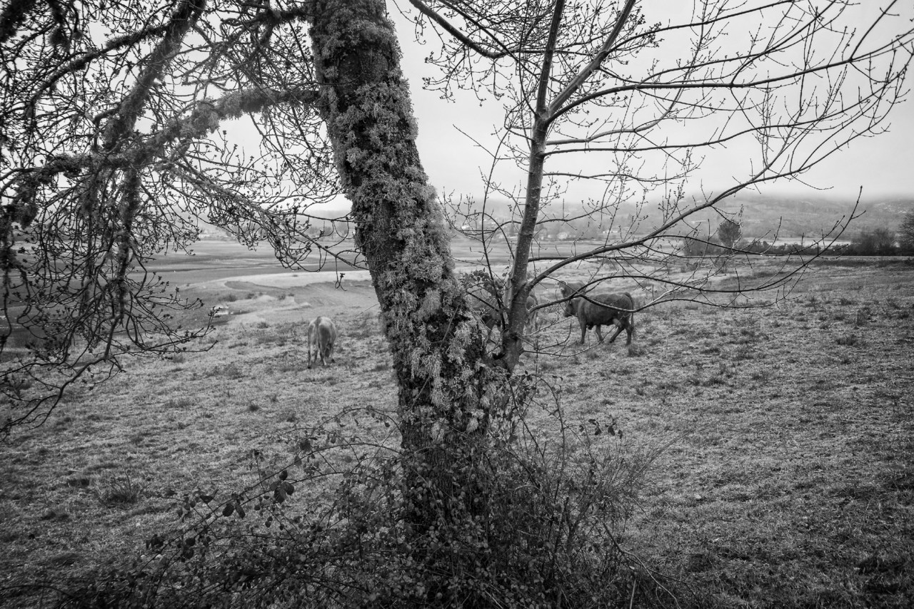 DSCF6117 - cópia copy.jpg DSCF6117 - cópia copy.jpg