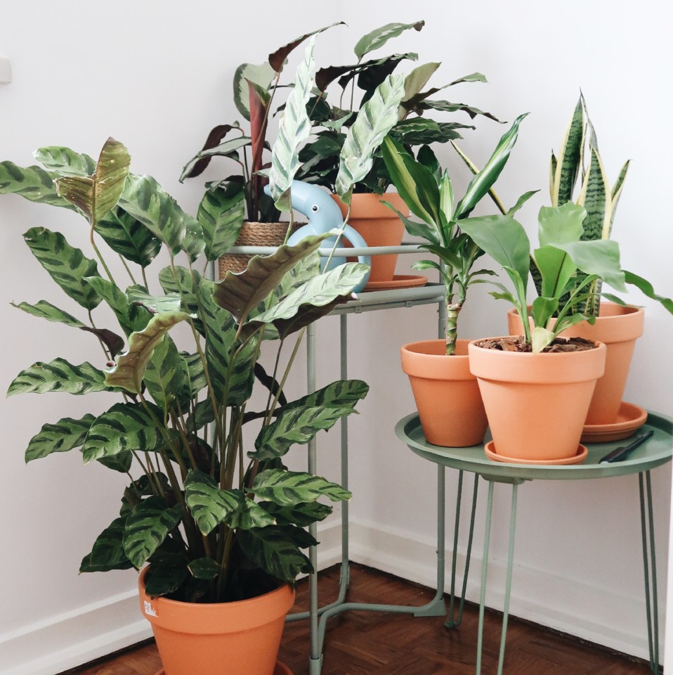 plantas-3.jpg plantas-3.jpg